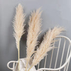 Dried Pampas Grass Stems Soft Fluffy Set of 10