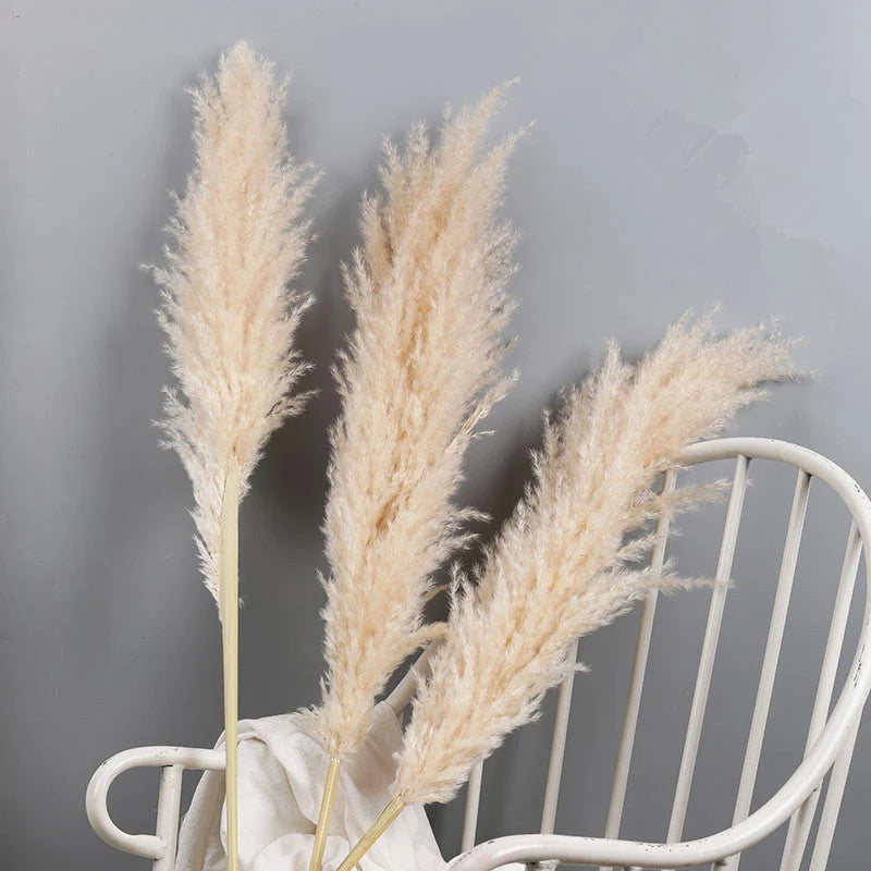 Dried Pampas Grass Stems Soft Fluffy Set of 10