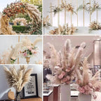 Dried Pampas Grass Stems Soft Fluffy Set of 10