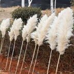 Dried Pampas Grass Stems Soft Fluffy Set of 10