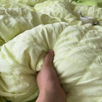 Duvet Insert Lightweight & Moisture-Regulating Includes 2 Pillowcases