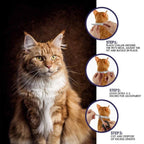 Flea & Tick Collar Natural Waterproof Up To 8 Months