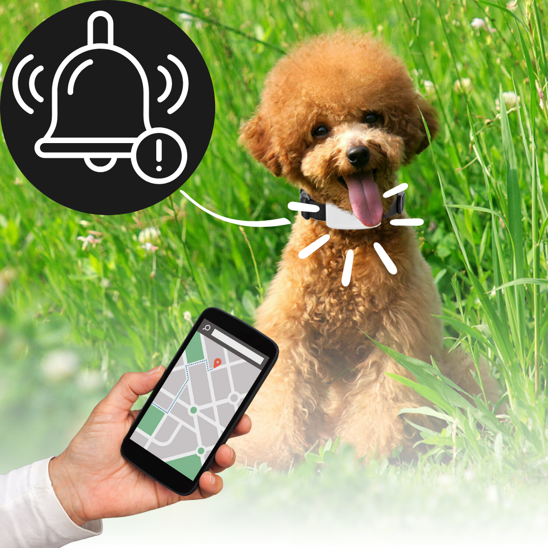GPS Dog Collar Real-Time Tracking 200-Hour Battery IP66 Waterproof