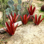 Garden Ornament Agave Design Weather-Resistant Metal & Ground Spike