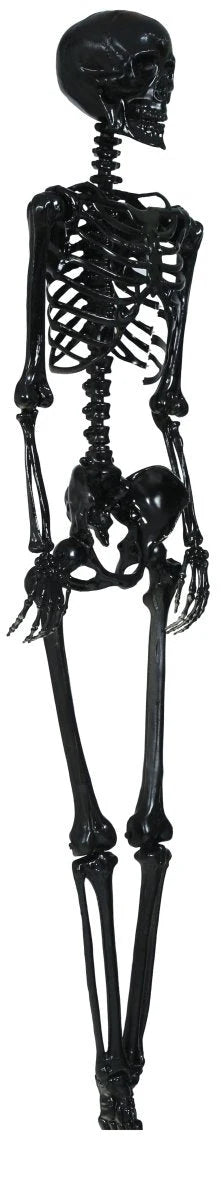 Hanging Skeleton 90cm Ready To Hang