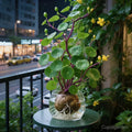 Houseplant Sculptural Caudex Low-Maintenance & Low-Light Tolerant