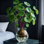 Houseplant Sculptural Caudex Low-Maintenance & Low-Light Tolerant