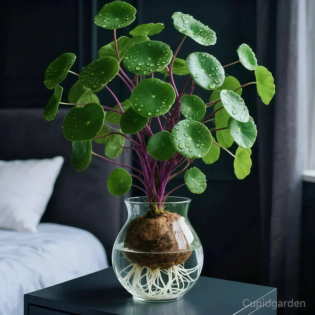 Houseplant Sculptural Caudex Low-Maintenance & Low-Light Tolerant