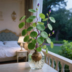 Houseplant Sculptural Caudex Low-Maintenance & Low-Light Tolerant