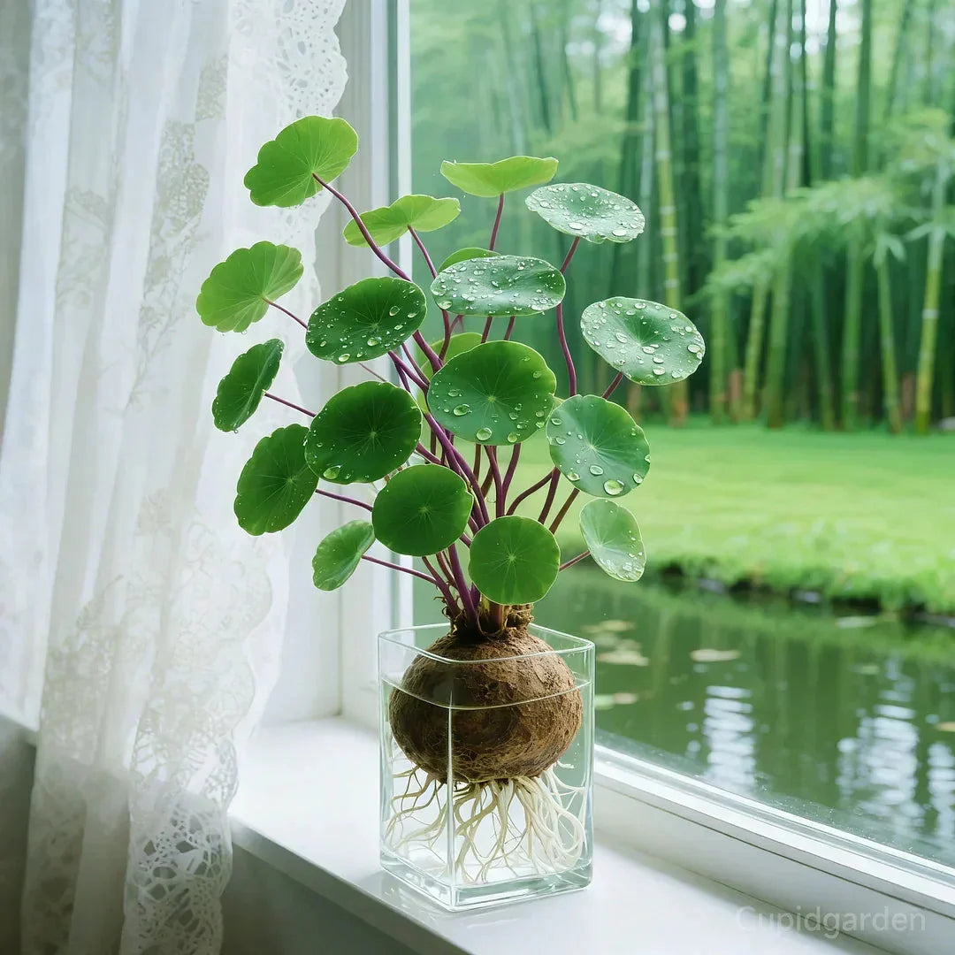 Houseplant Sculptural Caudex Low-Maintenance & Low-Light Tolerant