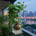 Houseplant Sculptural Caudex Low-Maintenance & Low-Light Tolerant