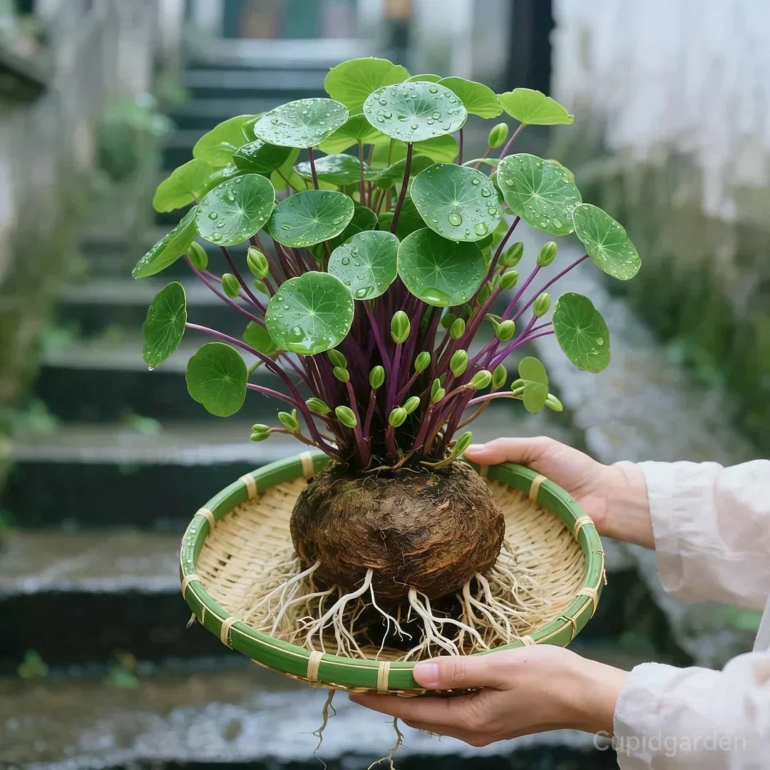 Houseplant Sculptural Caudex Low-Maintenance & Low-Light Tolerant