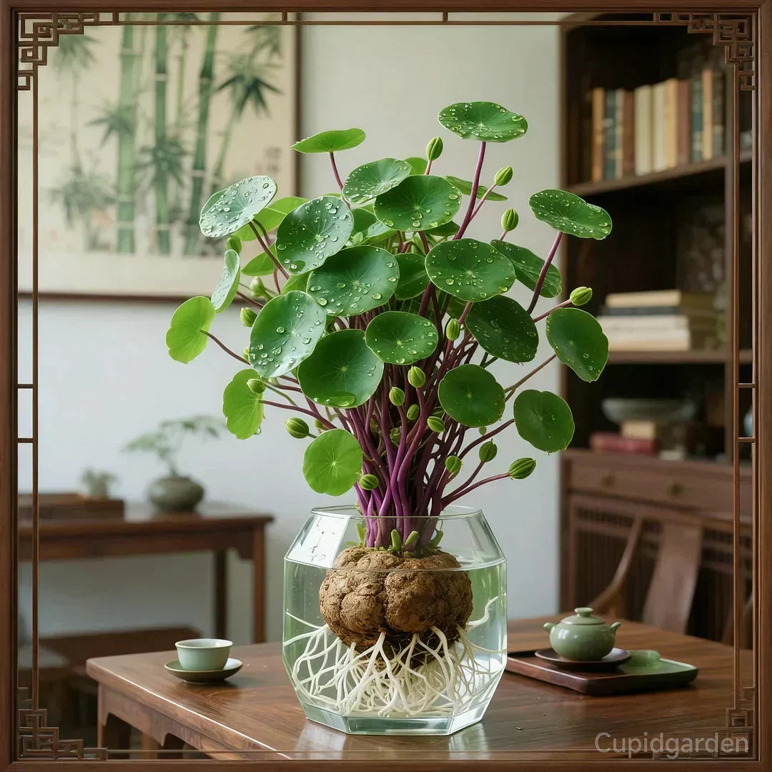 Houseplant Sculptural Caudex Low-Maintenance & Low-Light Tolerant
