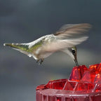 Hummingbird Feeder 30-Port Ant Moat Easy-Fill Top