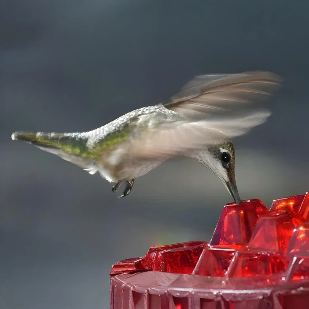 Hummingbird Feeder 30-Port Ant Moat Easy-Fill Top