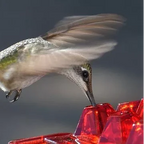 Hummingbird Feeder 30 Ports Ant-Proof UV-Resistant Polycarbonate