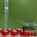 Hummingbird Feeder Built-In Ant Moat Leak-Proof Wide Opening