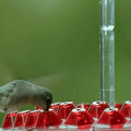 Hummingbird Feeder Built-In Ant Moat Leak-Proof & Wide Opening
