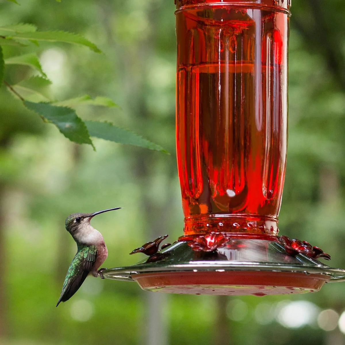 Hummingbird Feeder Glass Bottle 16 Oz Ant Moat