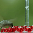 Hummingbird Feeder Integrated Ant Moat Leak-Proof 24 Oz