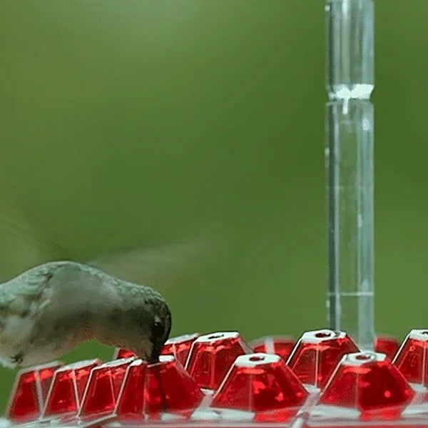 Hummingbird Feeder Integrated Ant Moat Leak-Proof 24 Oz