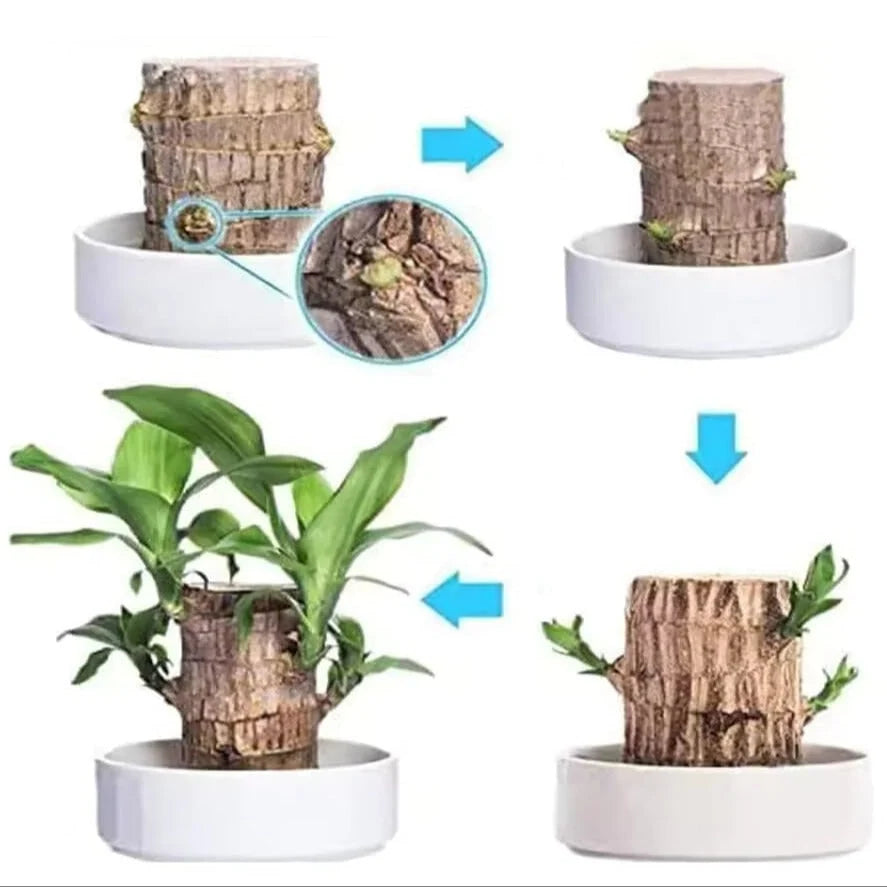Indoor Air-Purifying Plant Low-Maintenance Wood Log Base