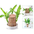 Indoor Plant Low-Maintenance Air-Purifying & Low Light Tolerant