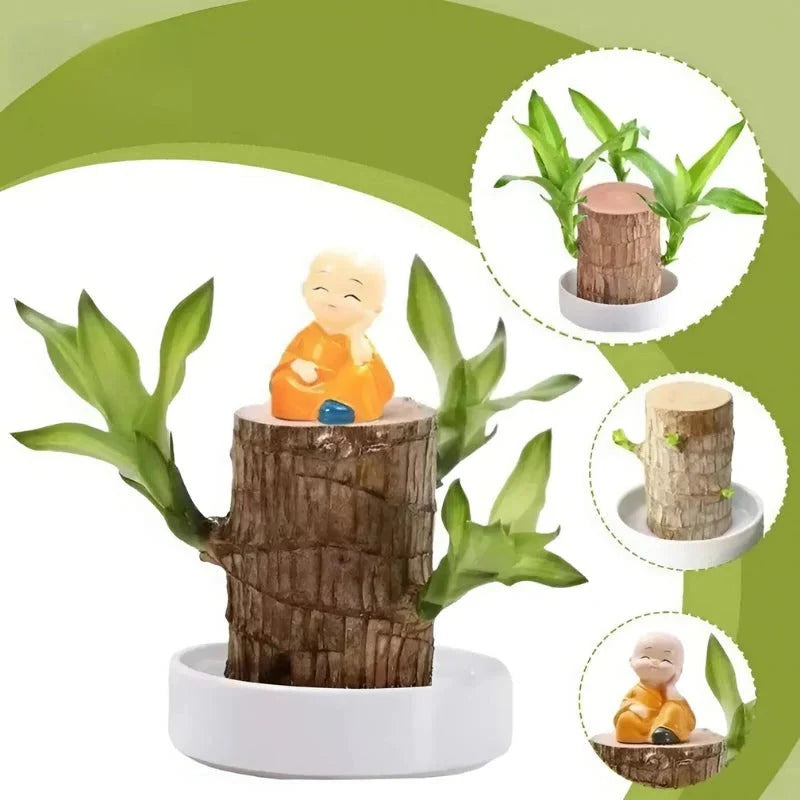 Indoor Plant Low-Maintenance Air-Purifying & Low Light Tolerant