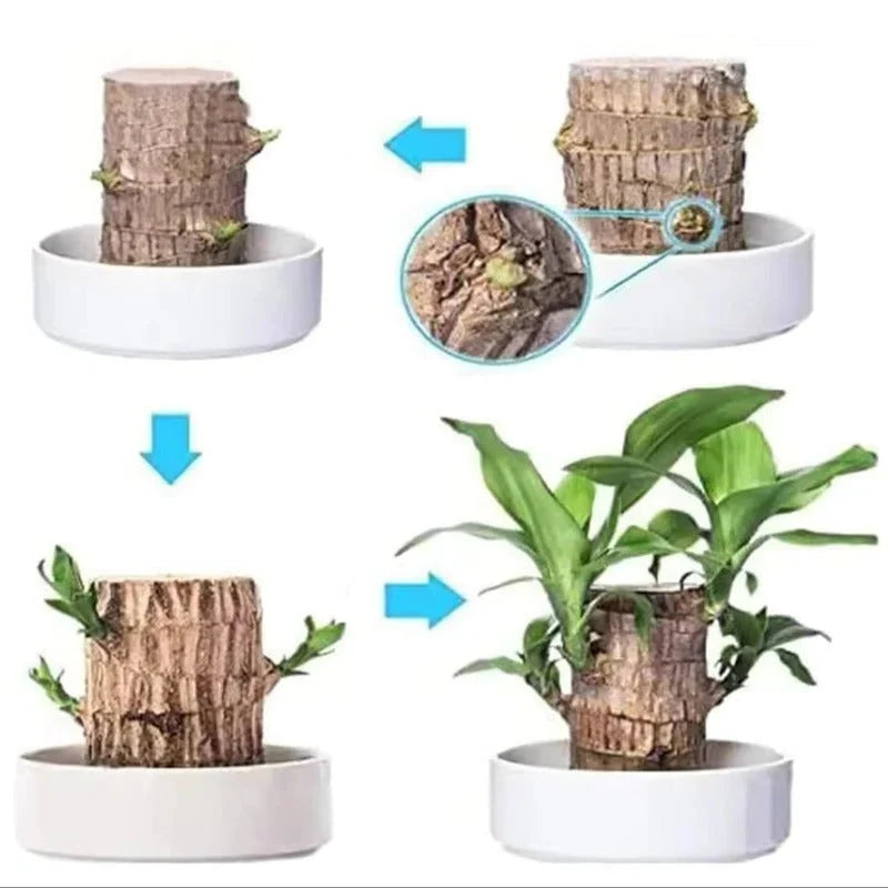 Indoor Plant Low-Maintenance Air-Purifying & Low Light Tolerant