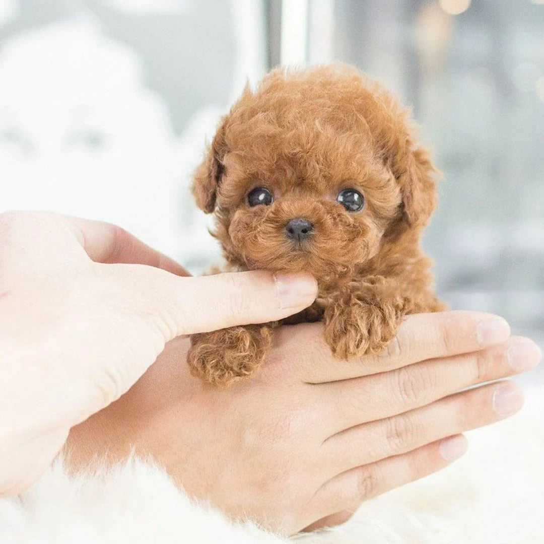 Interactive Puppy Toy Soft Plush Touch & Voice Responsive