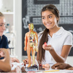 Kids Anatomy Model 30-Piece Removable Organs Hands-On