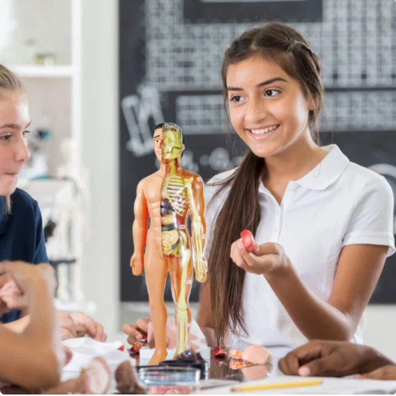 Kids Anatomy Model 30-Piece Removable Organs Hands-On