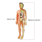 Kids Anatomy Model 30-Piece Removable Organs Hands-On