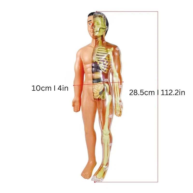Kids Anatomy Model 30-Piece Removable Organs Hands-On