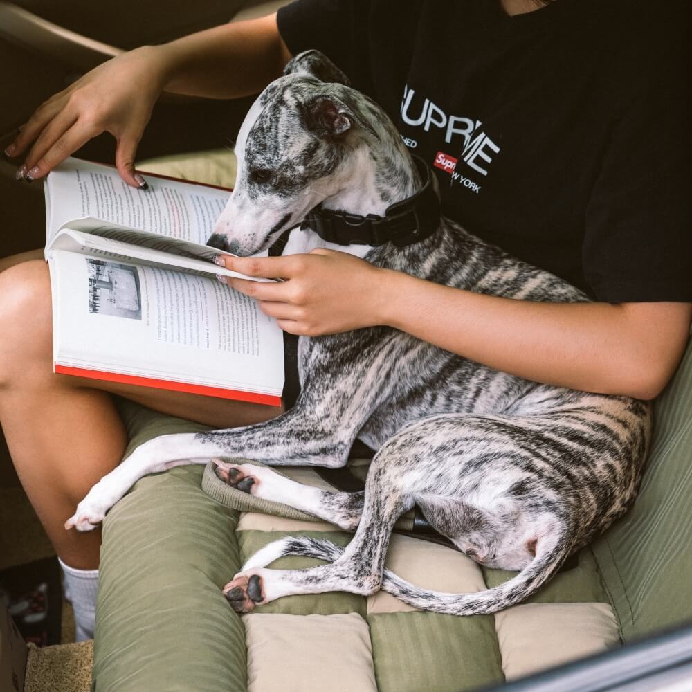 Large Dog Car Bed Raised Edge Water-Repellent
