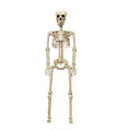 Life-Size Skeleton Poseable Weather-Resistant