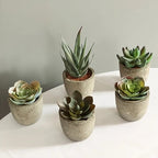 Lifelike PVC Potted Succulent (Mini)