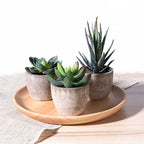 Lifelike PVC Potted Succulent (Mini)