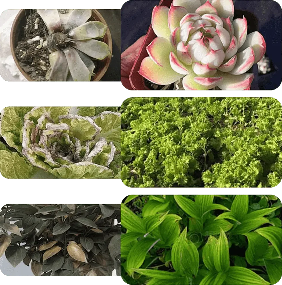 Liquid Fertilizer Root & Bloom Booster Foliar & Soil
