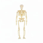Mini Skeleton Figurines Posable Molded Plastic With Jute String