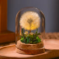 Night Light Preserved Flowers Glass Dome Battery-Powered