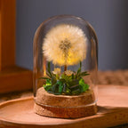 Night Light Preserved Flowers Glass Dome Battery-Powered