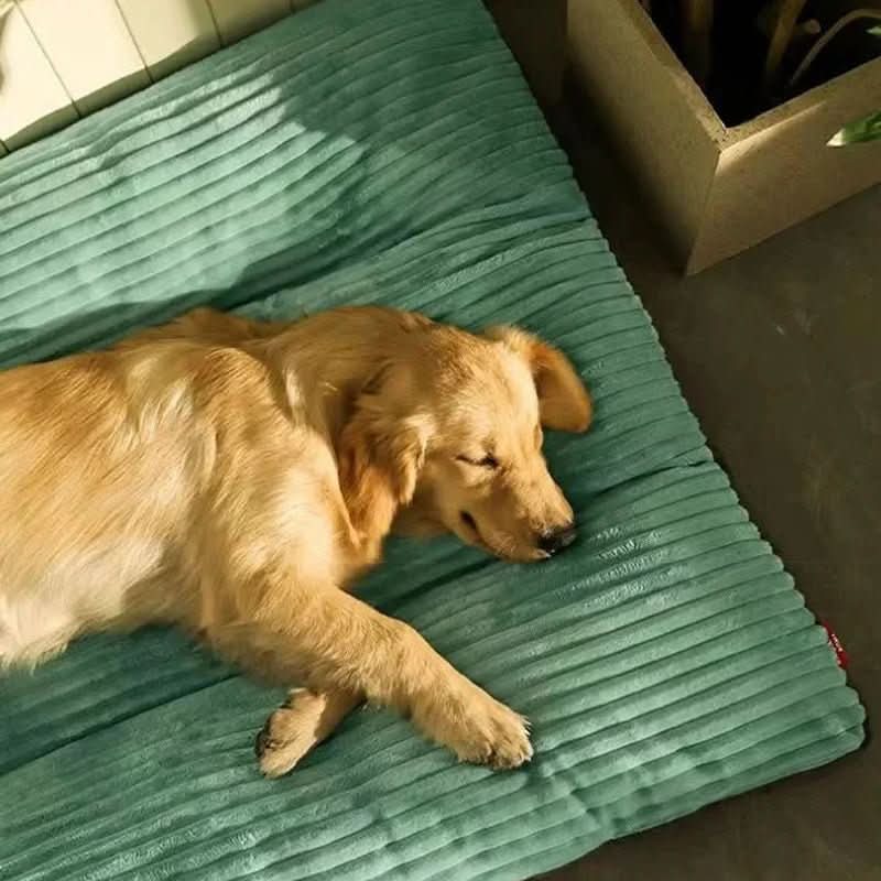 Orthopedic Dog Bed Plush Top Supportive Padding