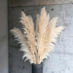 Pampas Grass Stems Dried Natural 43-47 Inch