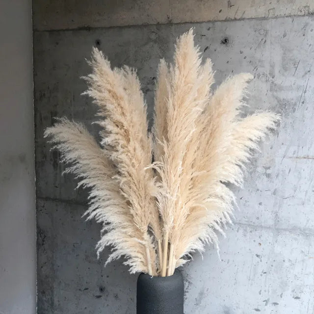 Pampas Grass Stems Dried Natural 43-47 Inch