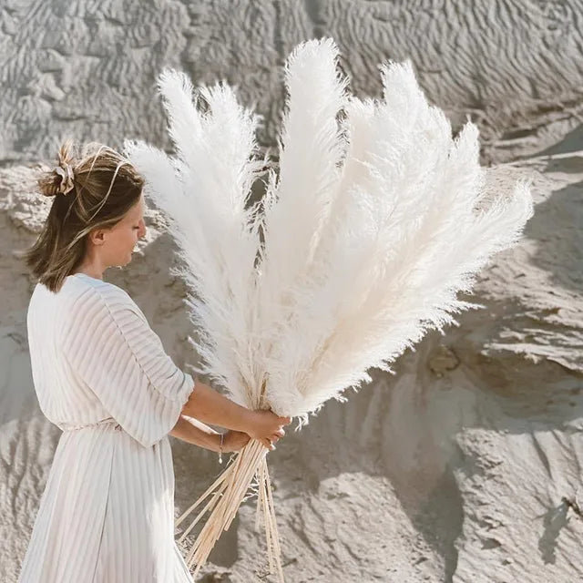 Pampas Grass Stems Dried Natural 43-47 Inch