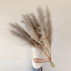 Pampas Grass Stems Dried Natural 43-47 Inch