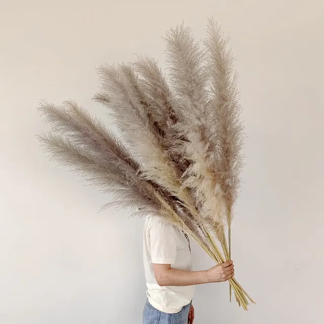 Pampas Grass Stems Dried Natural 43-47 Inch
