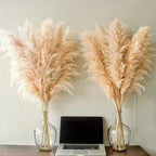Pampas Grass Stems Dried Natural 43-47 Inch