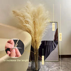 Pampas Grass Stems Dried Natural 43-47 Inch